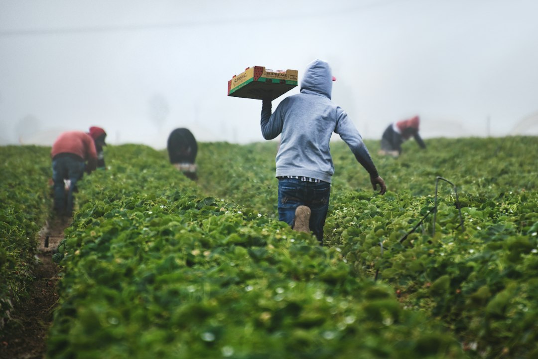 How SensoFarm can help professional farmers
