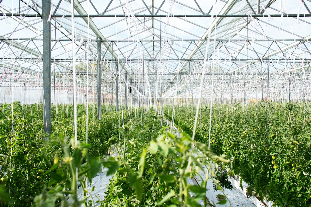 How SensoFarm supports greenhouse growers
